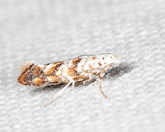 Cameraria hamadryadella