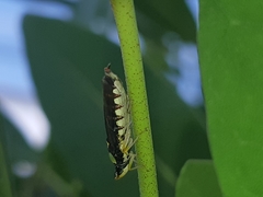 Acrogonia flavoscutellata