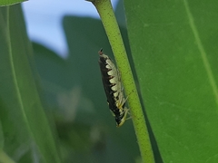 Acrogonia flavoscutellata