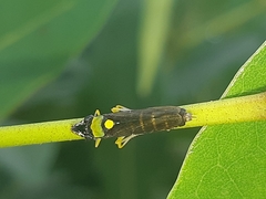 Acrogonia flavoscutellata