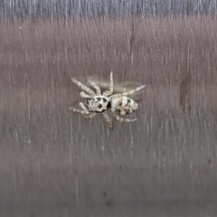 Salticus scenicus