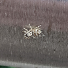 Salticus scenicus