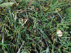 Thesium frisea frisea