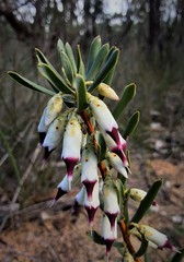 Conostephium pendulum