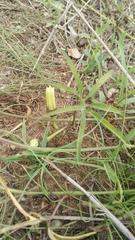 Merremia verecunda