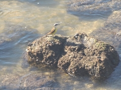 Pitangus sulphuratus