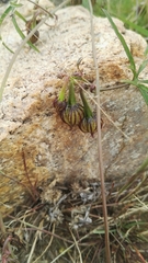 Merremia verecunda