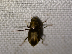Helichus lithophilus