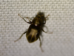 Helichus lithophilus