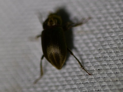 Helichus lithophilus