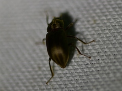 Helichus lithophilus