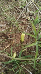Merremia verecunda