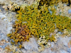 Xanthomendoza mendozae