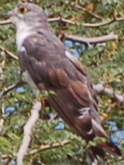 Pachycoccyx audeberti