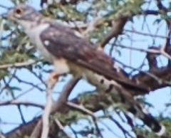 Pachycoccyx audeberti