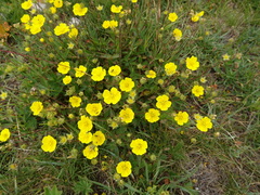 Potentilla crantzii