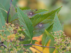 Blumeriella filipendulae