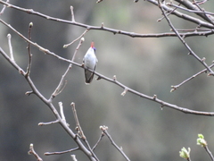 Leucolia violiceps