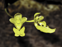 Bulbophyllum aureum
