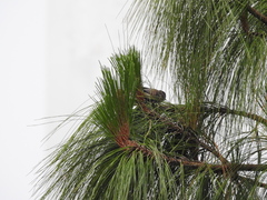 Psaltriparus minimus