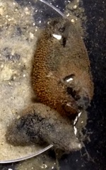 Sclerodactyla briareus