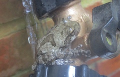 Hyla chrysoscelis