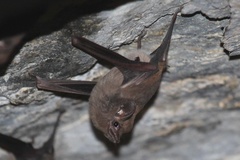 Peropteryx macrotis
