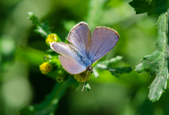 Leptotes trigemmatus