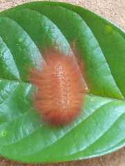 Lepidoptera