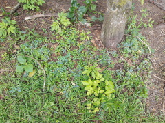Bocconia frutescens