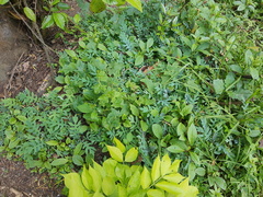 Bocconia frutescens