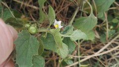 Solanum retroflexum
