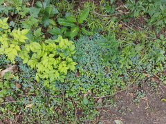 Bocconia frutescens