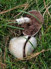 Agaricus campestris