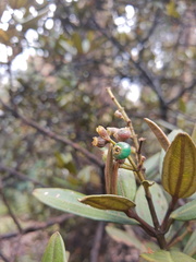 Bocconia frutescens