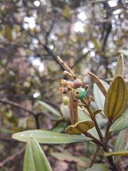 Bocconia frutescens