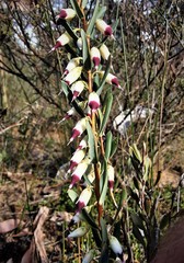 Conostephium pendulum