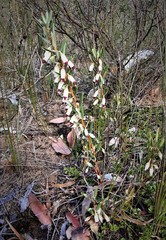 Conostephium pendulum