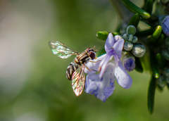 Allograpta piurana