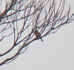 Emberiza cioides