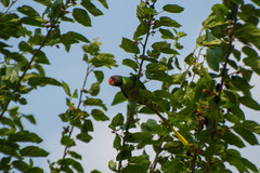 Psittacula himalayana