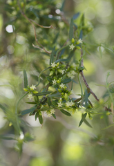 Metastelma arizonicum