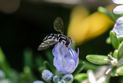 Allograpta piurana