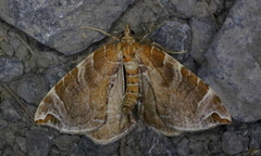 Eulithis molliculata