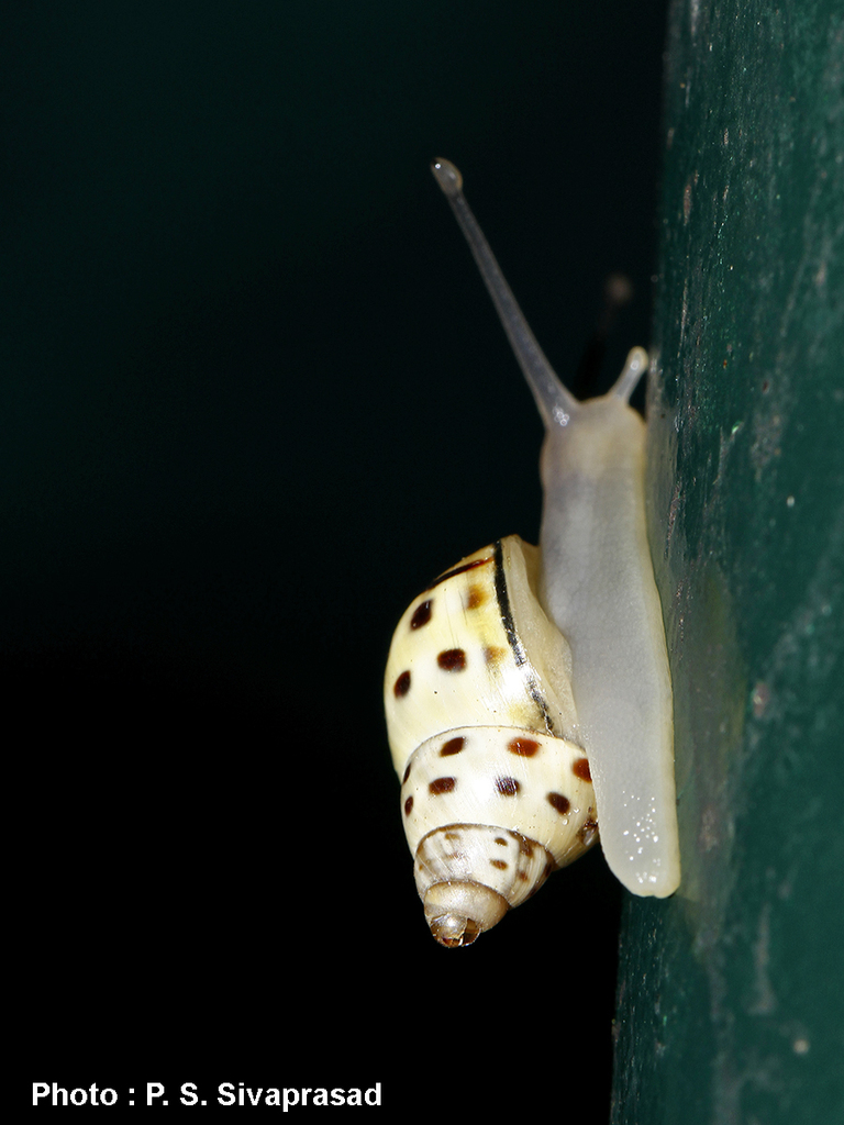 Rhachistia trutta