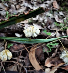 Acacia willdenowiana