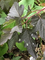 Podosphaera physocarpi