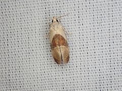 Phalonidia lepidana