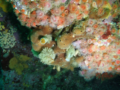 Amphimedon trindanea