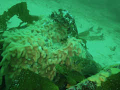 Cystodytes lobatus